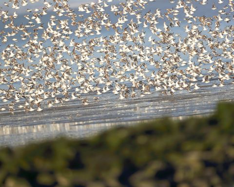 Vogelschwarm über dem Weltnaturerbe Wattenmeer